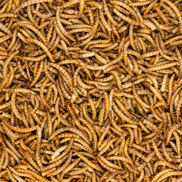 Dried Mealworms - 12.55kg
